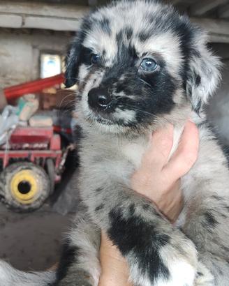 Cani incrocio pastore australiano e lagorai