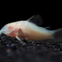 Corydoras Paleatus Albino