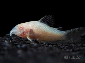 Corydoras Paleatus Albino