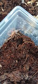 Lasiodora parahibana - Migale