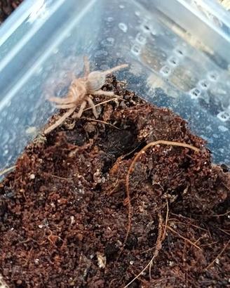 Lasiodora parahibana - Migale