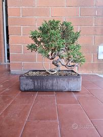 Bonsai ginepro itoigawa