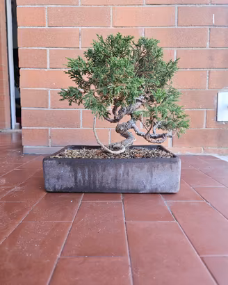Bonsai ginepro itoigawa