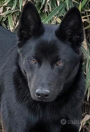 Australian Kelpie