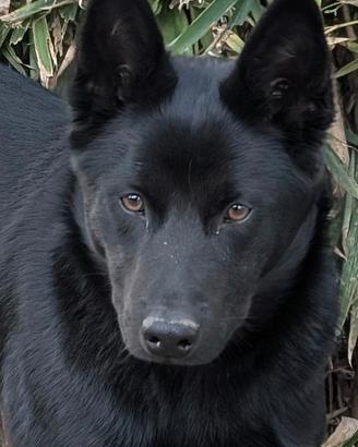 Australian Kelpie