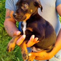 Cuccioli pastore rottweiler adozione