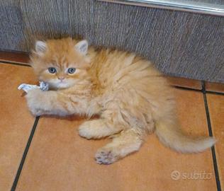 Gatti persiani