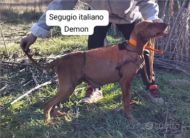 Segugio Capo muta sul cinghiale