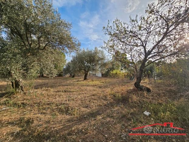 Aretina - Terreno agricolo - Uliveto fronte strada