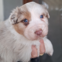 Cucciola Australian shepherd Pastore australiano