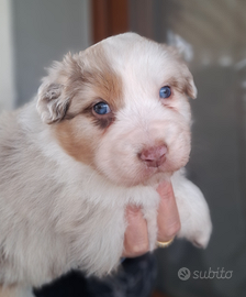 Cucciola Australian shepherd Pastore australiano