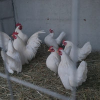 Galli galline serama europeo