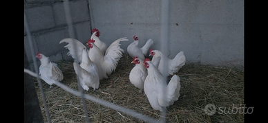 Galli galline serama europeo