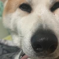 Akita accoppiamento