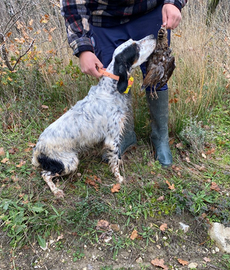 Setter inglese femmina