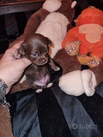 Cuccioli di chihuahua micro