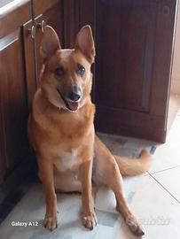 Addozione cane