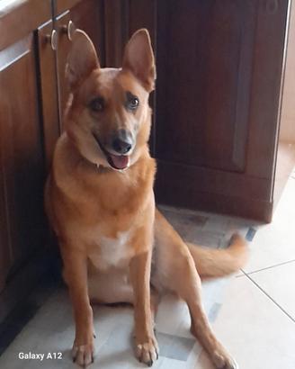Addozione cane