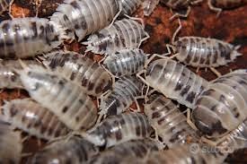 Ispopodi e Collemboli colonie starter