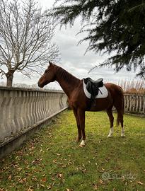 Cavallo Purosangue