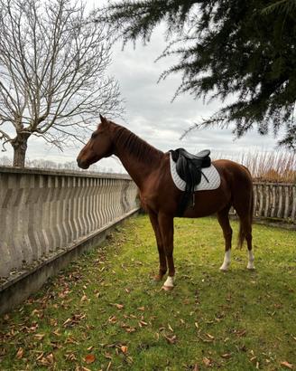 Cavallo Purosangue