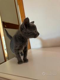 Gattina femmina di 3 mesi