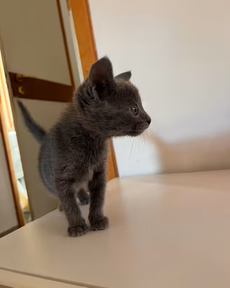 Gattina femmina di 3 mesi