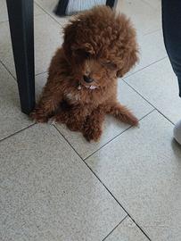 Cuccioli di barboncino