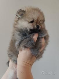 Volpino di Pomerania