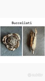 Federico Buccellati argento 925