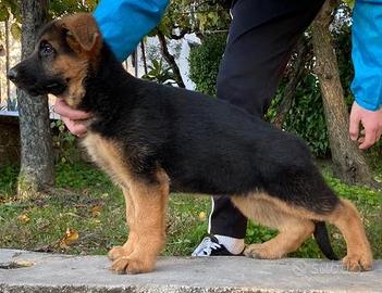Pastore Tedesco cuccioli con Pedigree