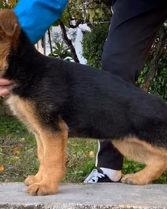 Pastore Tedesco cuccioli con Pedigree