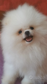 Spitz tedesco nano pomerania