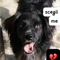 NERINO 3 ANNI 15/16 kg