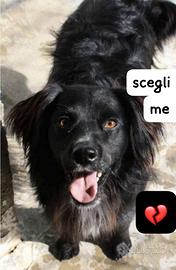 NERINO 3 ANNI 15/16 kg