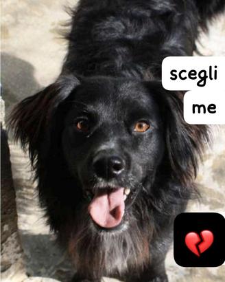 NERINO 3 ANNI 15/16 kg