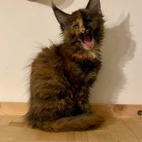 Maine Coon pedigree Anfi