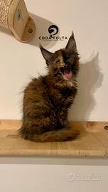 Maine Coon pedigree Anfi