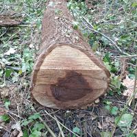 tronchi di noce e di frassino