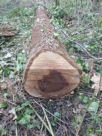 tronchi di noce e di frassino