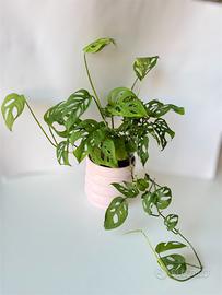Monstera Acuminata