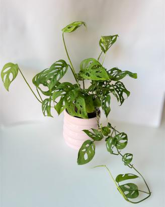 Monstera Acuminata