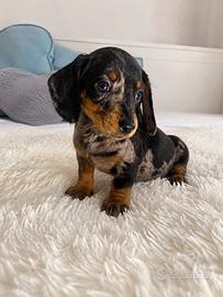 Cuccioli di bassotto