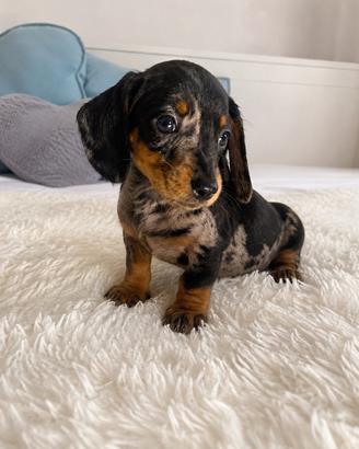 Cuccioli di bassotto