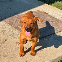 NIKITA, cucciola mix PINSCHER Dolcissima