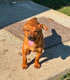 NIKITA, cucciola mix PINSCHER Dolcissima