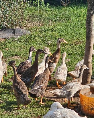 Coppie anatre corritrici e di bali