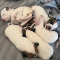 Jack Russell Terrier