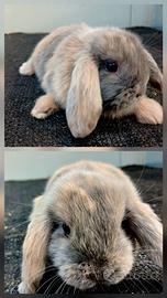 Coniglietti conigli ariete minilop