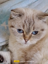Scottish fold femmina